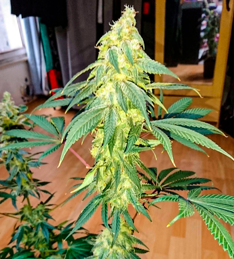 #9 Pound Hammer Fast fem (High Speed Buds) семена конопли — изображение 4
