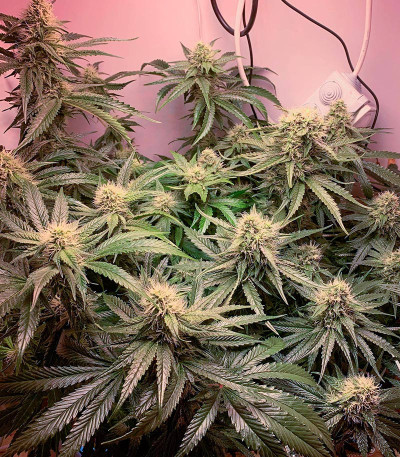 Lilac Cookies Bx2 reg (Ethos Genetics) семена конопли — изображение 3