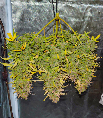 Crystal WW Autoflower fem (Easy Grow Seeds) семена конопли — изображение 5