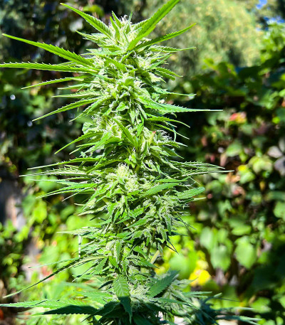Crystal WW Autoflower fem (Easy Grow Seeds) семена конопли — изображение 4