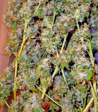 Mango Haze (Arjan's Ultra Haze #2) fem (GHS) семена конопли — изображение 4