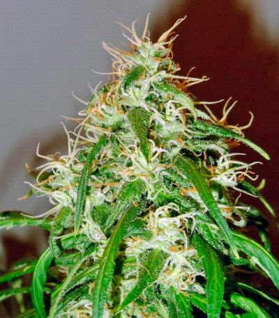 Mango Haze (Arjan's Ultra Haze #2) fem (GHS) семена конопли — изображение 3