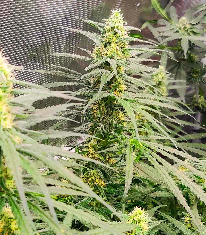 Blue Sunset Sherbert fem (Barney's Farm) семена конопли — изображение 4