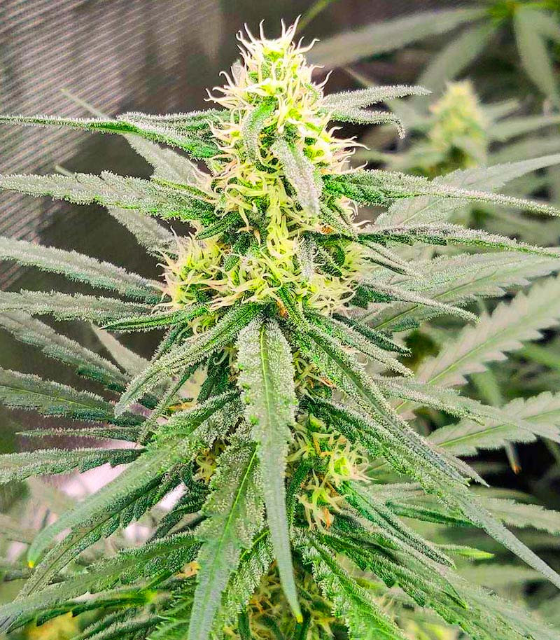 Blue Sunset Sherbert fem (Barney's Farm) семена конопли — изображение 5