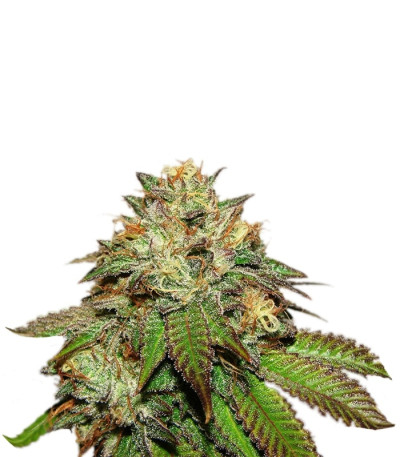 Bubba Kush fem (GHS)