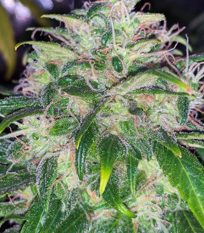 Franco's Lemon Cheese fem (GHS) семена конопли — изображение 4