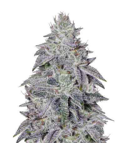 Franco's Lemon Cheese fem (GHS) семена конопли