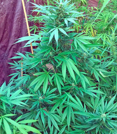 Green Crack 2.0 fem (Humboldt Seed Organization) семена конопли — изображение 6