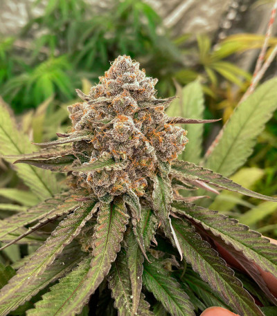 King's Juice fem (GHS) семена конопли — изображение 3