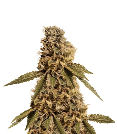 LSD fem (Barney's Farm)