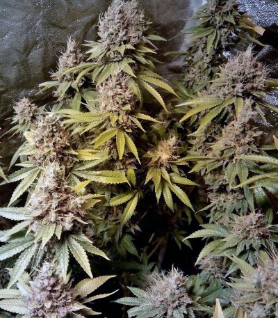 LSD fem (Barney's Farm) — изображение 3