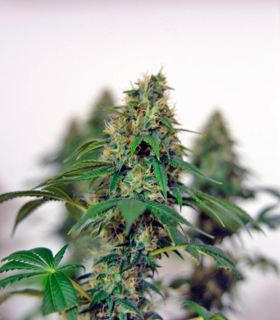 Lemon Skunk fem (GHS) семена конопли — изображение 3