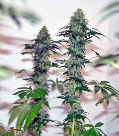 Lemon Skunk fem (GHS) семена конопли — изображение 4