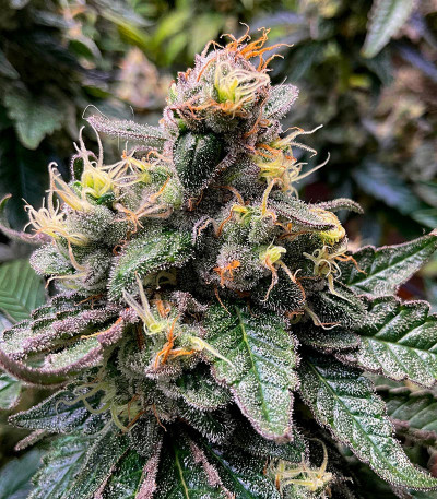 Purple Punch X Lemon Drizzle fem (Barney's Farm) семена конопли — изображение 3
