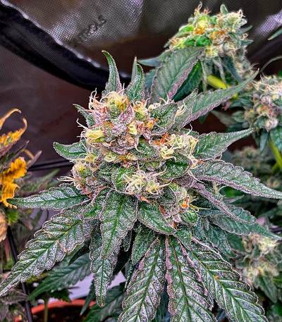Purple Punch X Lemon Drizzle fem (Barney's Farm) семена конопли — изображение 5