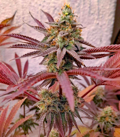 Purple Punch X Lemon Drizzle fem (Barney's Farm) семена конопли — изображение 6