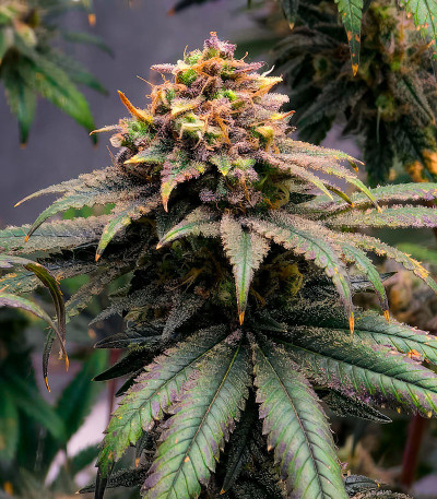 Purple Punch X Lemon Drizzle fem (Barney's Farm) семена конопли — изображение 7