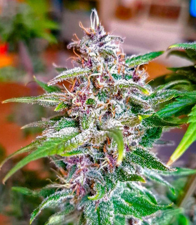 Purple Punch X Lemon Drizzle fem (Barney's Farm) семена конопли — изображение 8