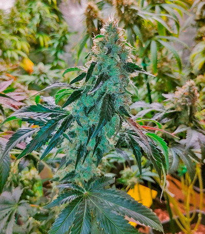 Purple Punch X Lemon Drizzle fem (Barney's Farm) семена конопли — изображение 11