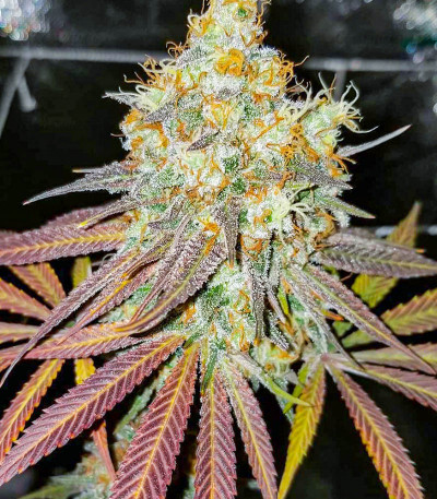 Purple Punch fem (Barney's Farm) — изображение 3
