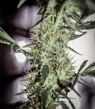 Sweet Valley Kush fem (GHS) семена конопли — изображение 4