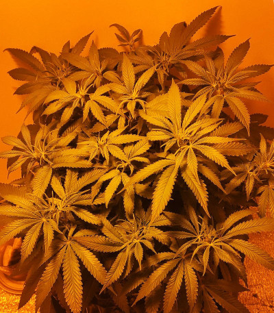 Sweet Valley Kush fem (GHS) семена конопли — изображение 5