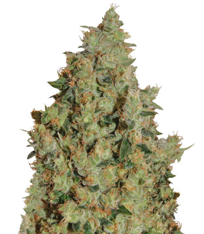 Tangerine Dream fem (Barney's Farm)