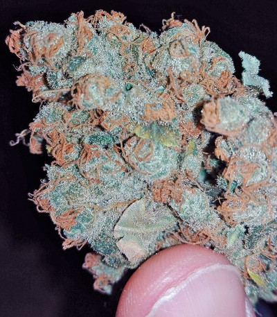 Tangerine Dream fem (Barney's Farm) — изображение 5