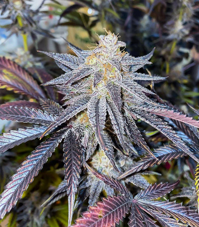 Ice Cream Cake Fast Flowering fem (Humboldt Seed Organization) семена конопли — изображение 3