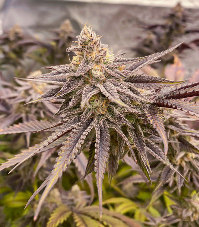 Ice Cream Cake Fast Flowering fem (Humboldt Seed Organization) семена конопли — изображение 6