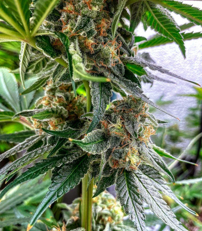 King's Juice fem (GHS) семена конопли — изображение 4
