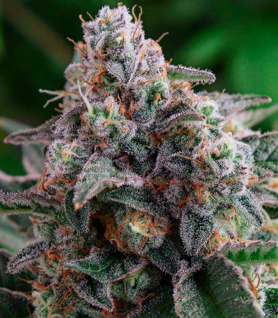 King's Juice fem (GHS) семена конопли — изображение 5