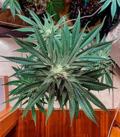 King's Juice fem (GHS) семена конопли — изображение 6