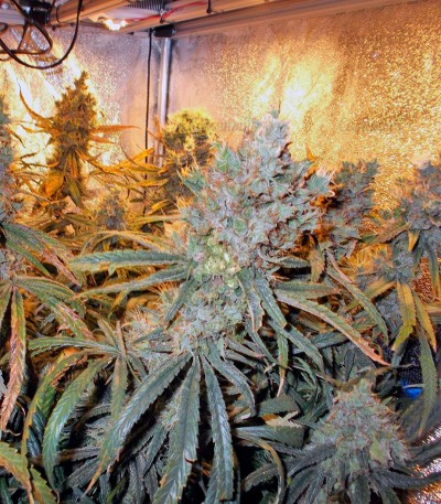 Liberty Haze fem (Barney's Farm) — изображение 4