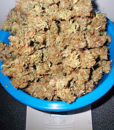 Liberty Haze fem (Barney's Farm) — изображение 3