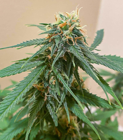 AFS Princess fem (AlphaFem Seeds) семена конопли — изображение 3