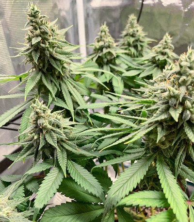AFS Princess fem (AlphaFem Seeds) семена конопли — изображение 4