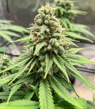 AFS Princess fem (AlphaFem Seeds) семена конопли — изображение 5
