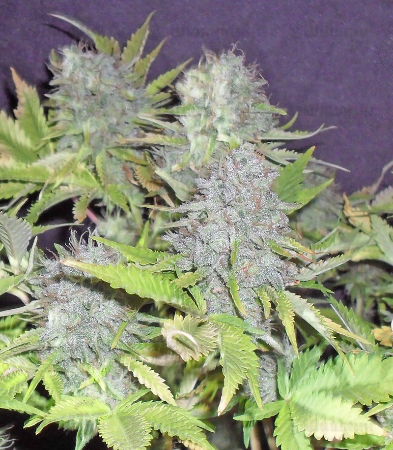 Семена сорта Blue Kripple fem (Dr. Krippling Seeds) — изображение 2