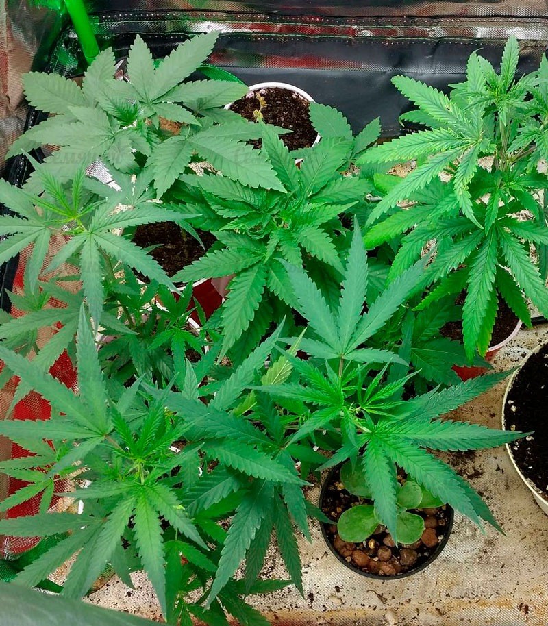 Семена сорта Bud Bud Bling Tingz fem (Dr. Krippling Seeds) — изображение 2