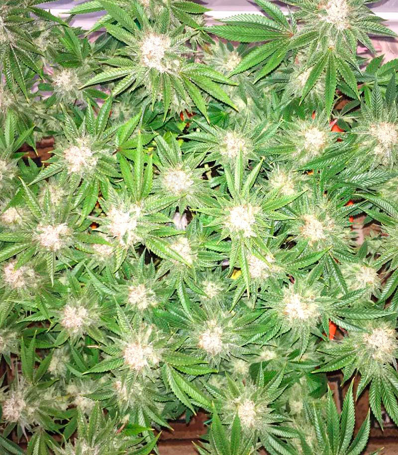 Семена сорта DO-SI-DOS fem (Cali Buds Seeds) — изображение 4