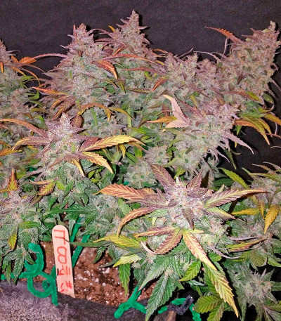Семена сорта Fastberry Auto (FastBuds) — изображение 4