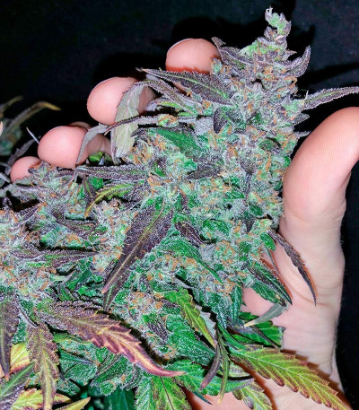 Семена сорта Fastberry Auto (FastBuds) — изображение 5