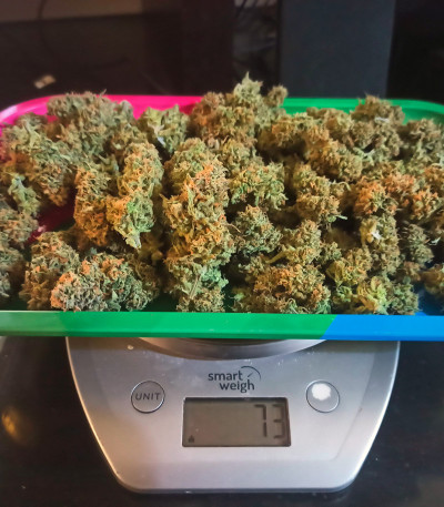Forbidden Runtz Auto fem (FastBuds) семена конопли — изображение 3
