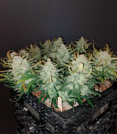Forbidden Runtz Auto fem (FastBuds) семена конопли — изображение 5