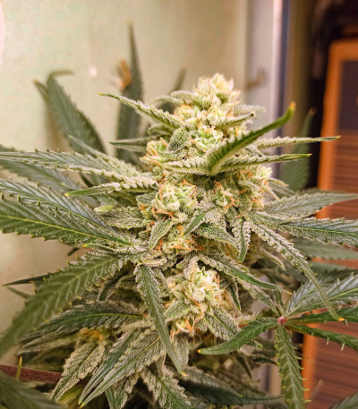 Forbidden Runtz Auto fem (FastBuds) семена конопли — изображение 6
