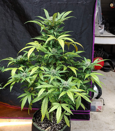 G14 Auto fem (FastBuds) семена конопли — изображение 5