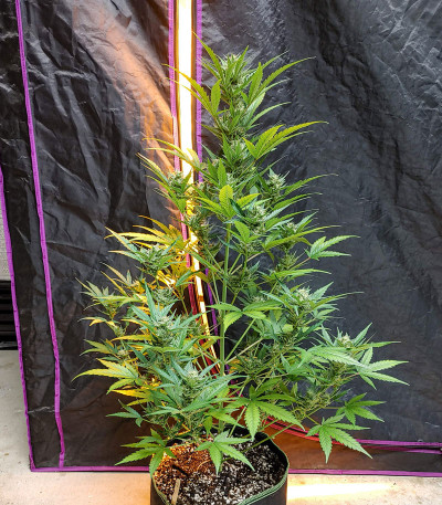 G14 Auto fem (FastBuds) семена конопли — изображение 6