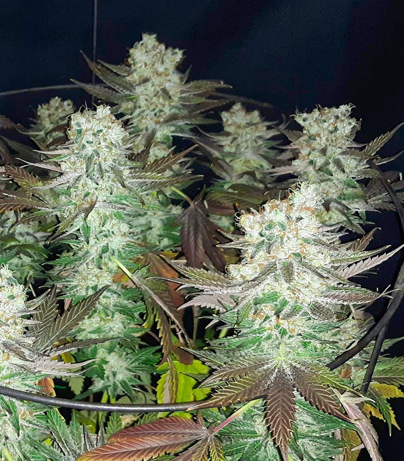 Gelato fem (Blimburn Seeds) семена конопли — изображение 6