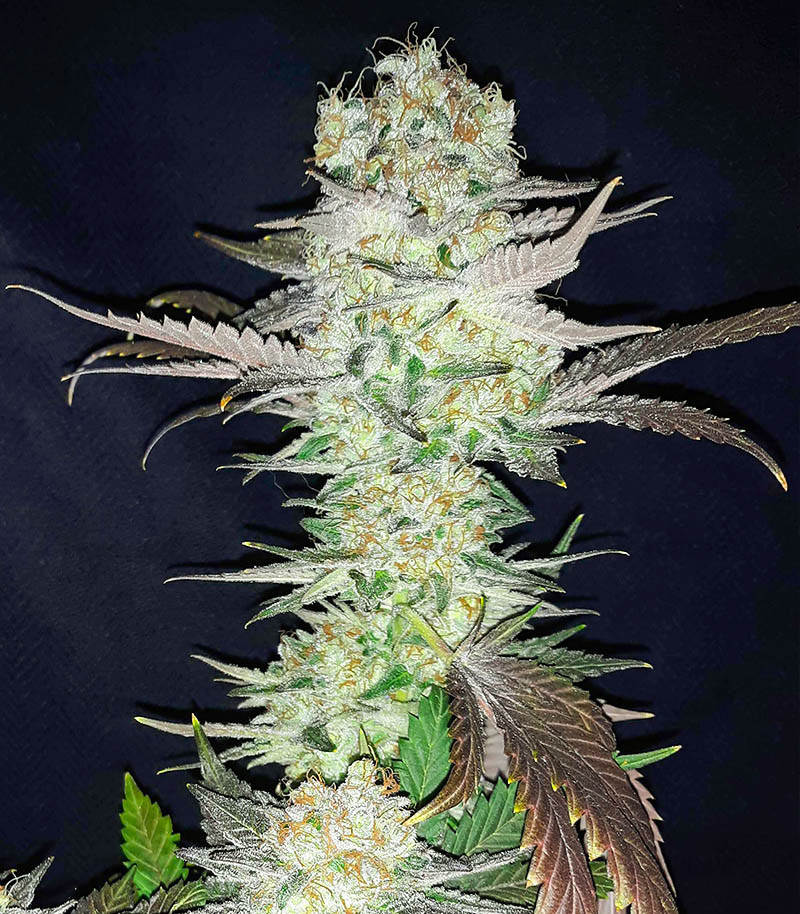 Gelato fem (Blimburn Seeds) семена конопли — изображение 5